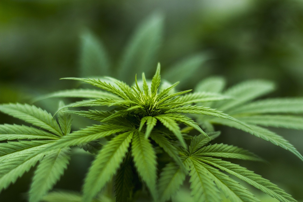 野生勒菜，自然馈赠的绿色瑰宝与健康守护者